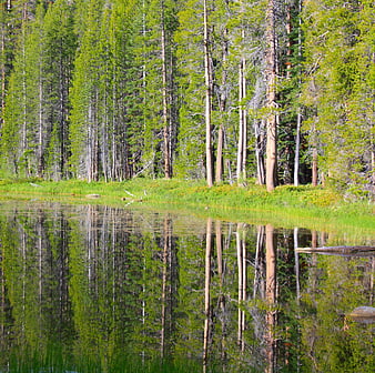 Serene Forest Lake with Perfect Tree Reflections