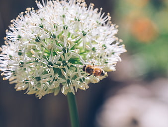 Honeybee Pollinating White Allium Flower Close-Up