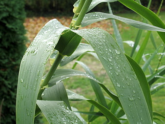 Close-up of green reed leaves with raindrops