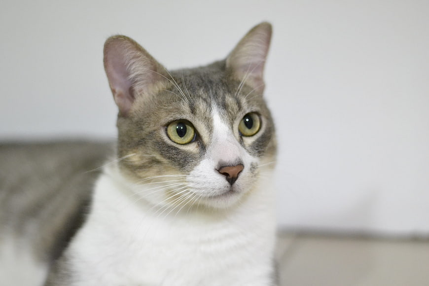Close-up portrait of a cute grey and white cat