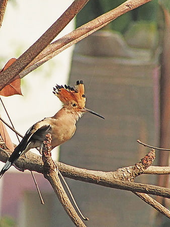 Common Hoopoe Bird Perched on Branch