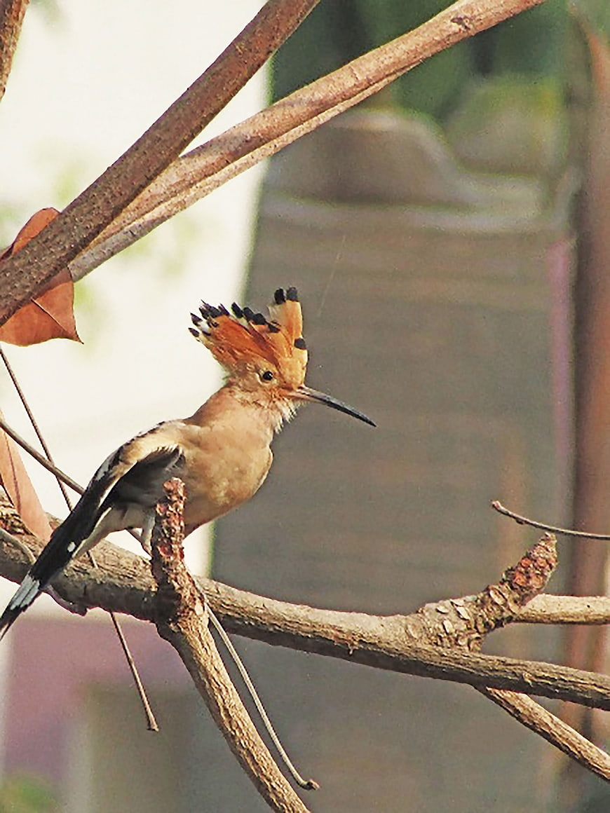 Common Hoopoe Bird Perched on Branch