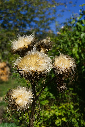 Dried thistle seed heads with fluffy white pappus in sunlight