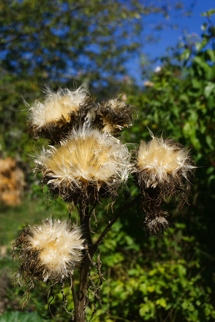 Dried thistle seed heads with fluffy white pappus in sunlight