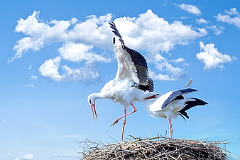 Two White Storks in Nest Against Blue Sky