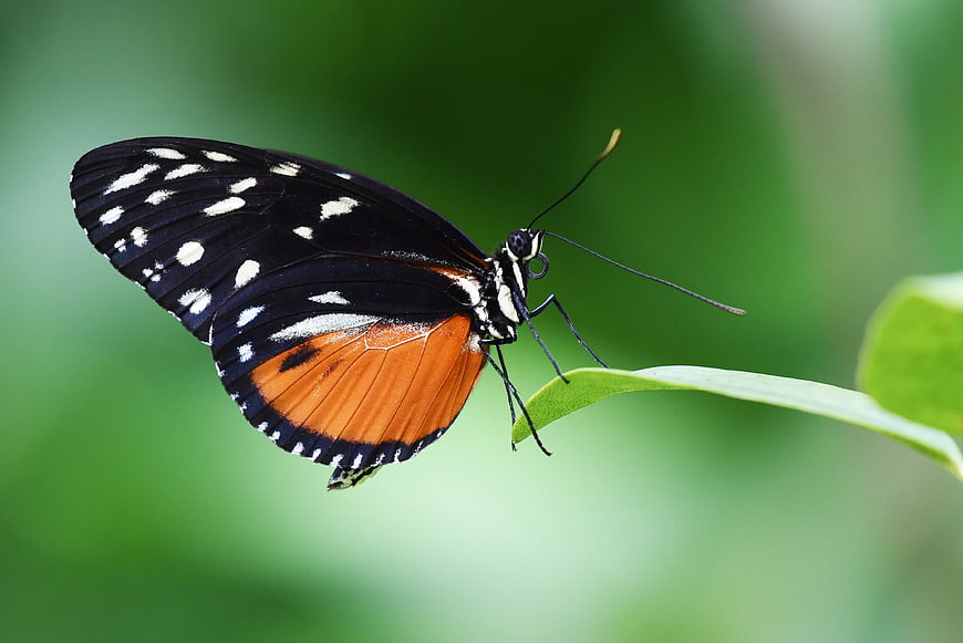 Close-Up of Black and Orange Butterfly on Green Leaf