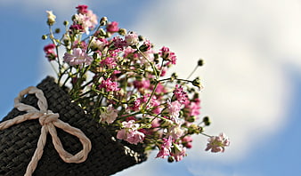 Pink Dianthus Flowers in Woven Basket Against Blue Sky