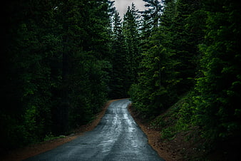 Winding asphalt road through dark green pine forest