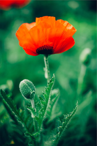 Vibrant Red Poppy Flower Close-Up with Green Background