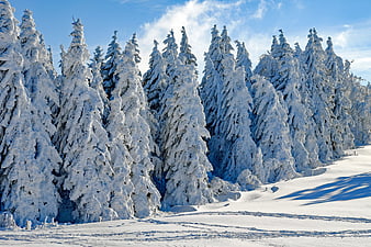 Snow-covered fir trees in a winter forest landscape
