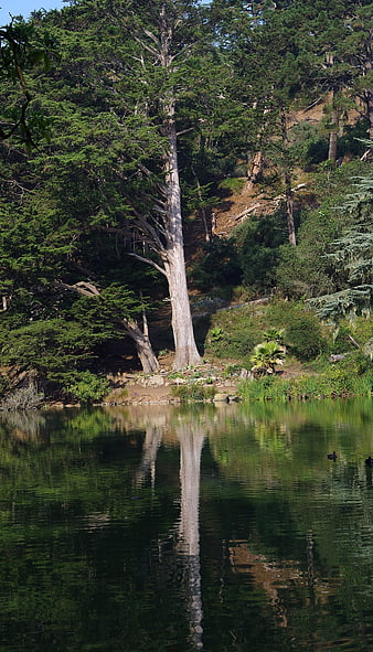 Tall tree reflection in calm lake water forest