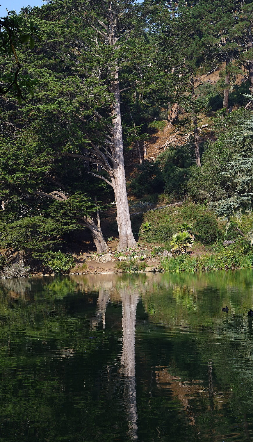 Tall tree reflection in calm lake water forest