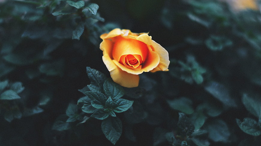 Yellow Rose Bloom Against Dark Green Leaves
