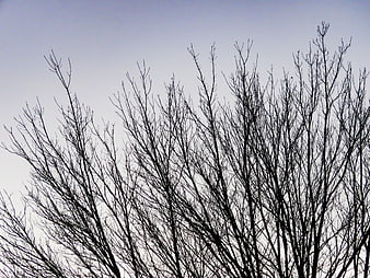 Silhouette of Bare Tree Branches Against Pale Sky