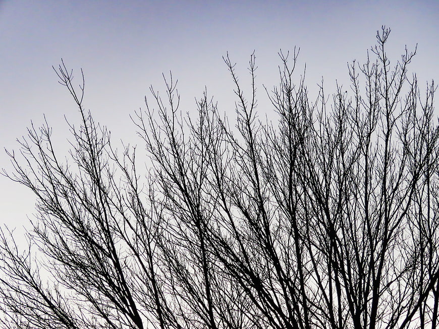 Silhouette of Bare Tree Branches Against Pale Sky