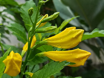 Close-up of yellow Thong Urai flowers with water droplets