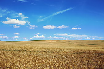 Golden Wheat Field Under Blue Summer Sky