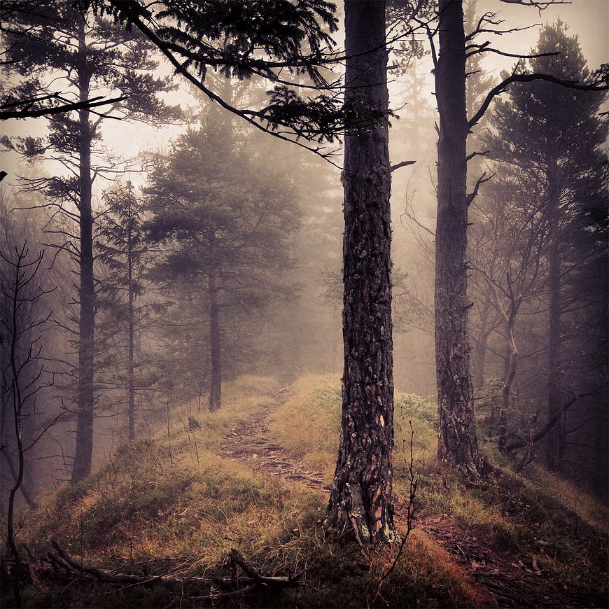 Misty Pine Forest Trail with Tall Trees and Foggy Atmosphere