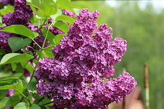 Close-up of vibrant purple lilac flowers in spring