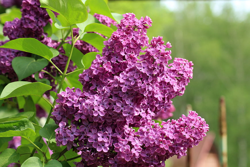 Close-up of vibrant purple lilac flowers in spring