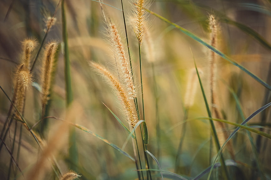 Golden Backlit Foxtail Grass in Soft Focus