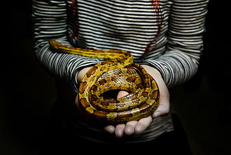 Person holding coiled corn snake in hands