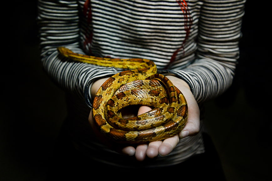 Person holding coiled corn snake in hands
