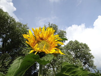 Vibrant yellow sunflower blooming against blue sky and green trees