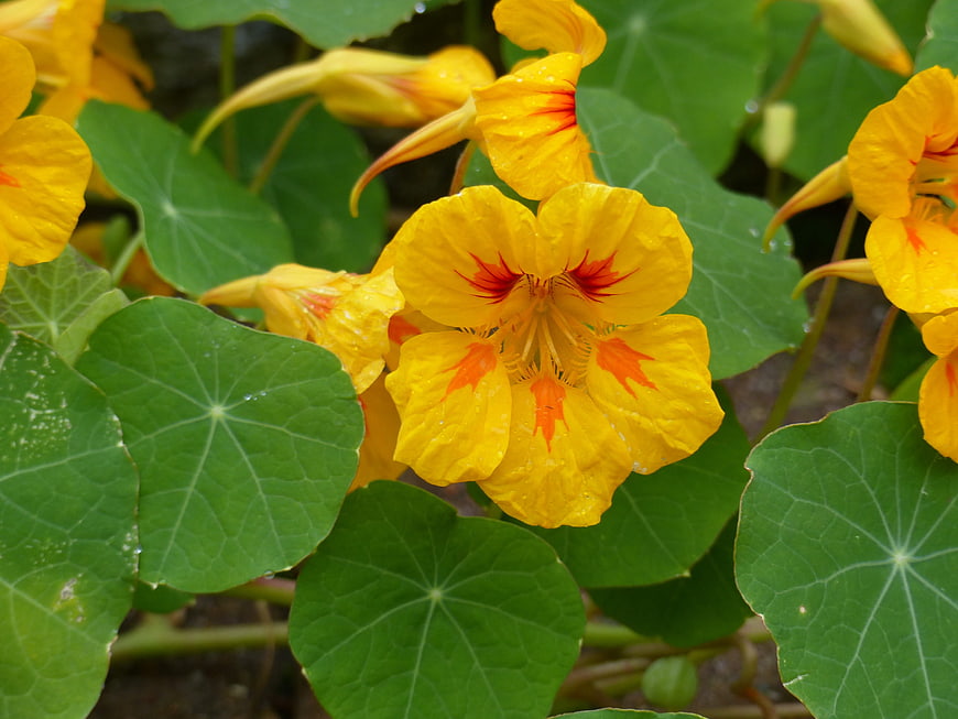Vibrant Yellow Nasturtium Flowers with Green Leaves