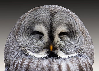 Close-up portrait of a grey great grey owl with closed eyes