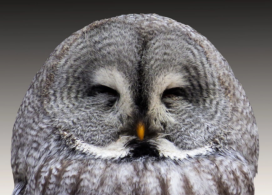 Close-up portrait of a grey great grey owl with closed eyes