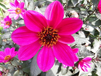 Vibrant Pink Dahlia Flower Close-Up in Garden