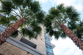 Low angle view of palm trees and modern apartment building