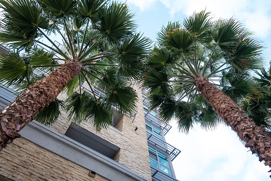 Low angle view of palm trees and modern apartment building
