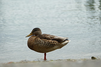 Brown Duck Standing in Shallow Water