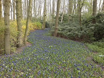 Blue Grape Hyacinth Flowers in Spring Forest Path