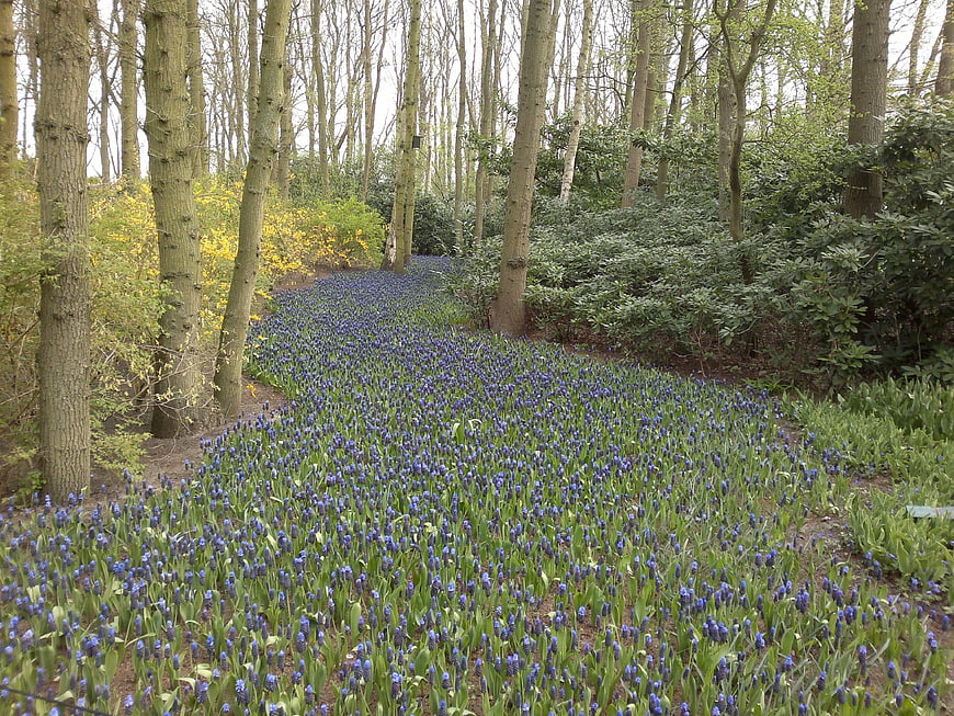 Blue Grape Hyacinth Flowers in Spring Forest Path