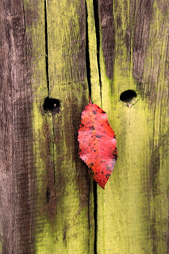 Red autumn leaf on weathered mossy wooden post