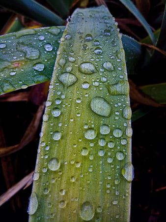 Close-up of green leaf with water droplets