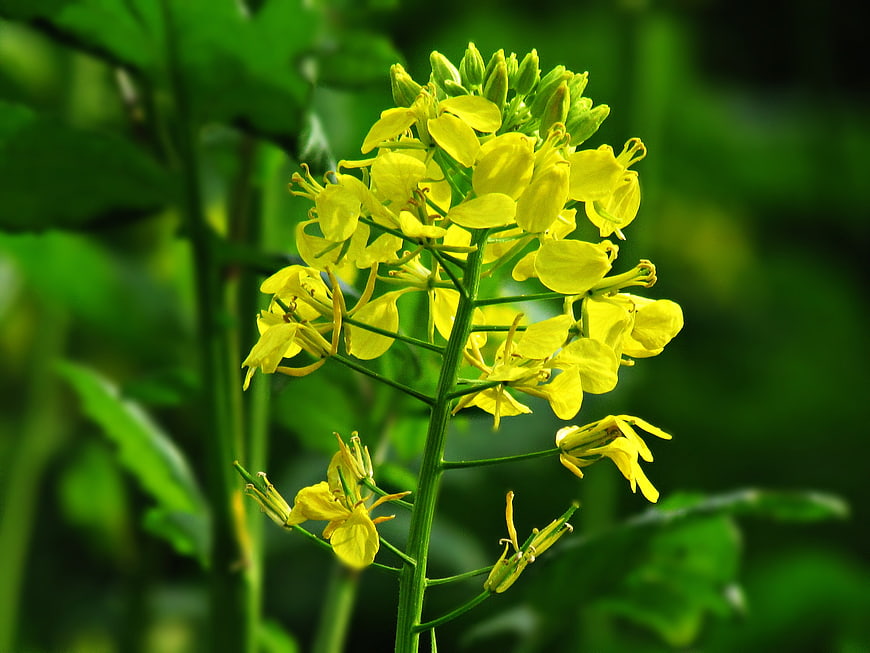Close-up of yellow wildflower cluster on green stem