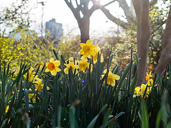 Yellow Daffodils Blooming in Sunlit Spring Garden