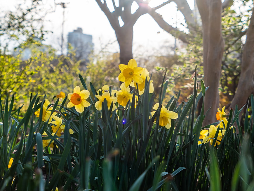 Yellow Daffodils Blooming in Sunlit Spring Garden