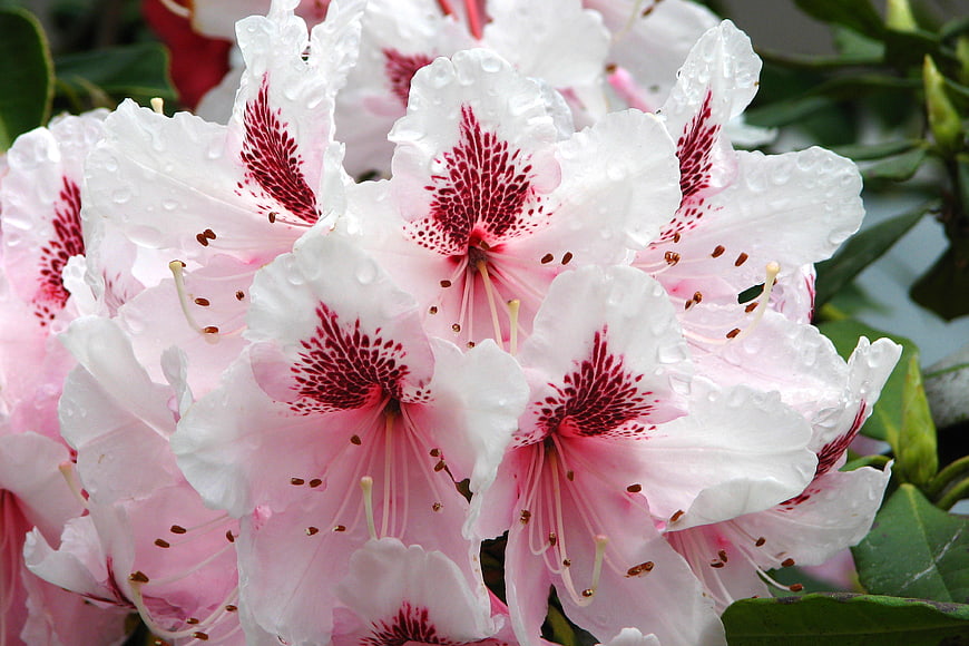 Close-up of Pink and White Rhododendron Flowers with Raindrops