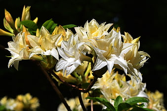 Close-up of white and yellow azalea flowers in sunlight