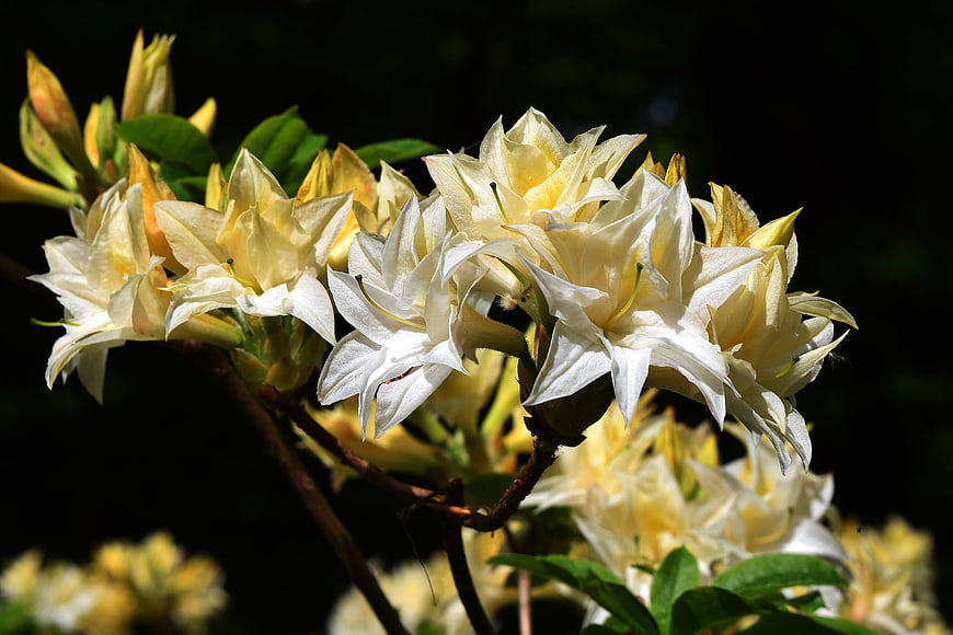 Close-up of white and yellow azalea flowers in sunlight