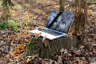 Silver laptop on tree stump in autumn forest