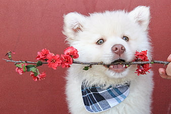 Fluffy white puppy holding red flower branch
