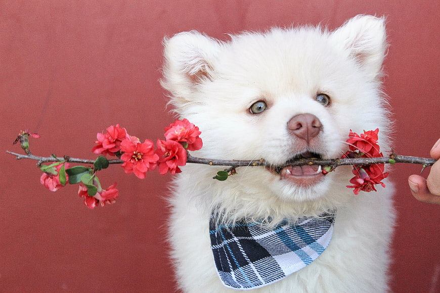 Fluffy white puppy holding red flower branch