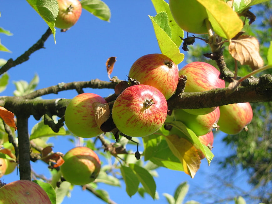 Ripe Red And Green Apples Growing On A Tree Branch