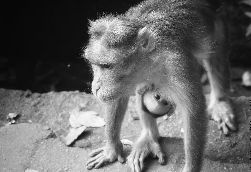 Black and white photo of mother monkey carrying baby